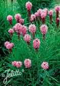 Liatris spicata 'Kobold Strain'